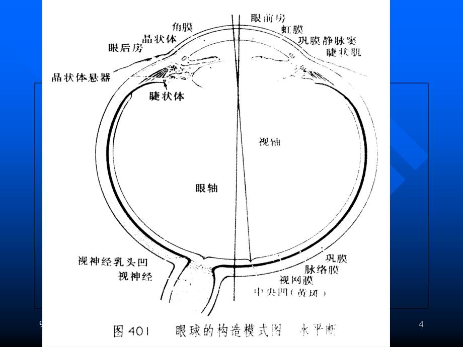 眼损伤法医学鉴定【PPT】_第4页