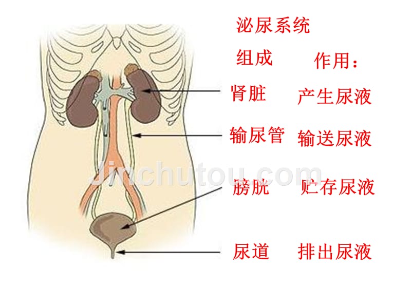 人体维持内环境稳定(三)_第2页