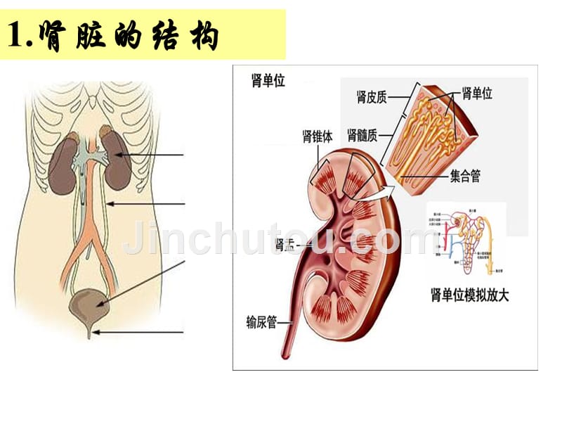 人体维持内环境稳定(三)_第3页