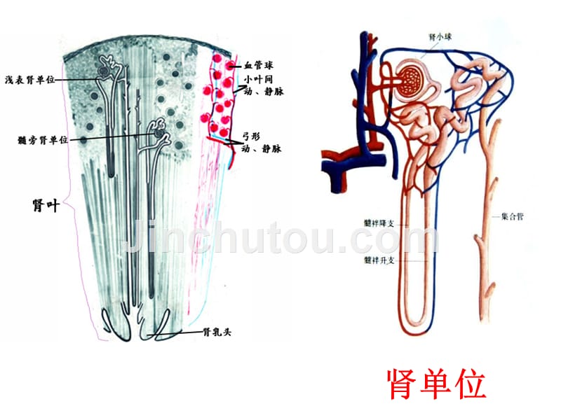 人体维持内环境稳定(三)_第4页