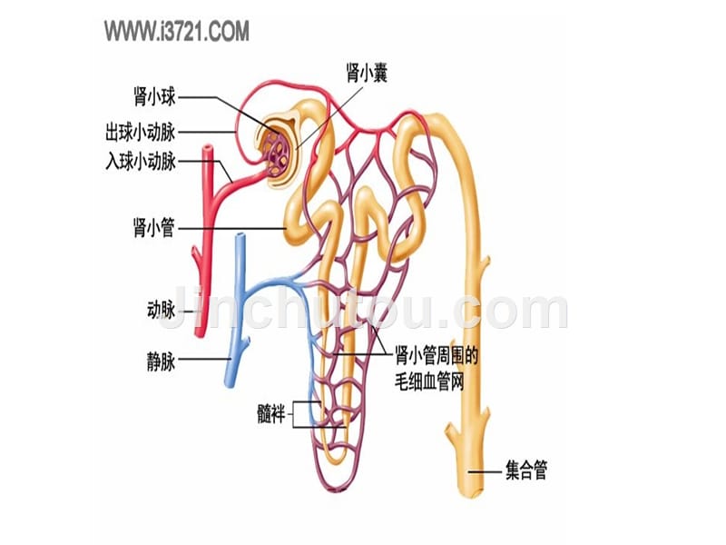 人体维持内环境稳定(三)_第5页