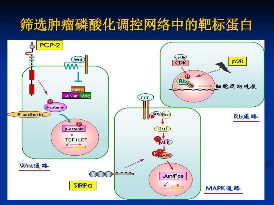 恶性血液病的靶向治疗——马 军教授_第5页