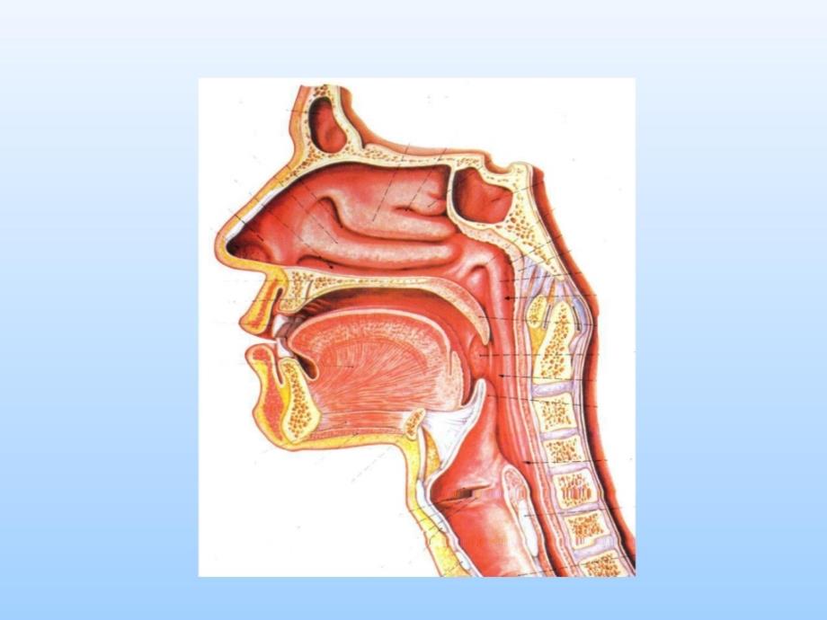 耳鼻咽喉头颈外科学——喉阻塞_第4页