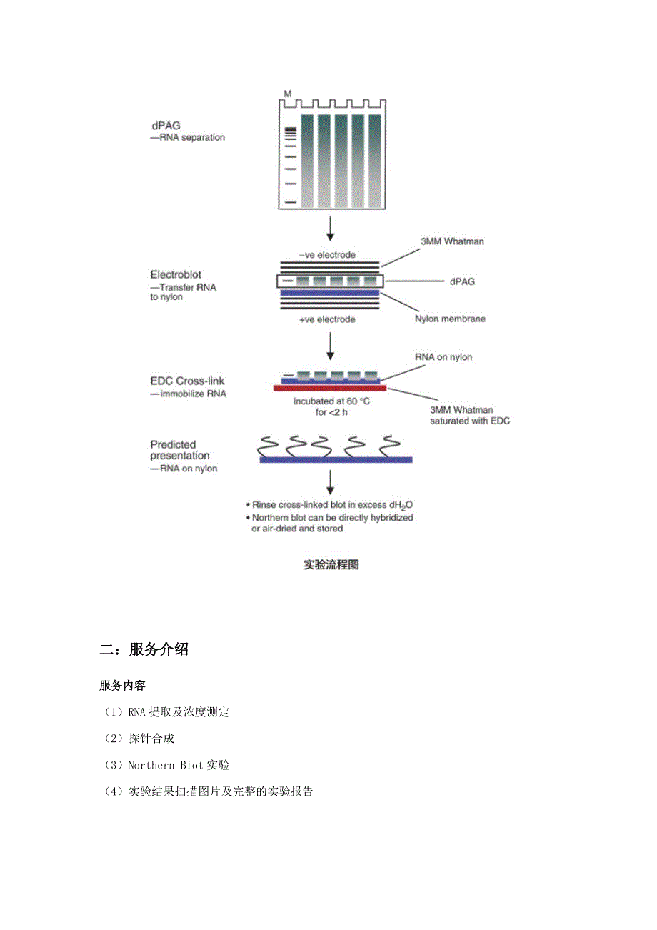 然科生物Northern Blot技术服务_第2页