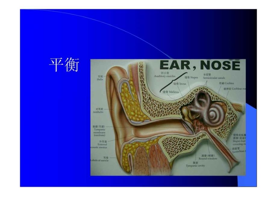 耳鼻咽喉-头颈外科学总论_第4页