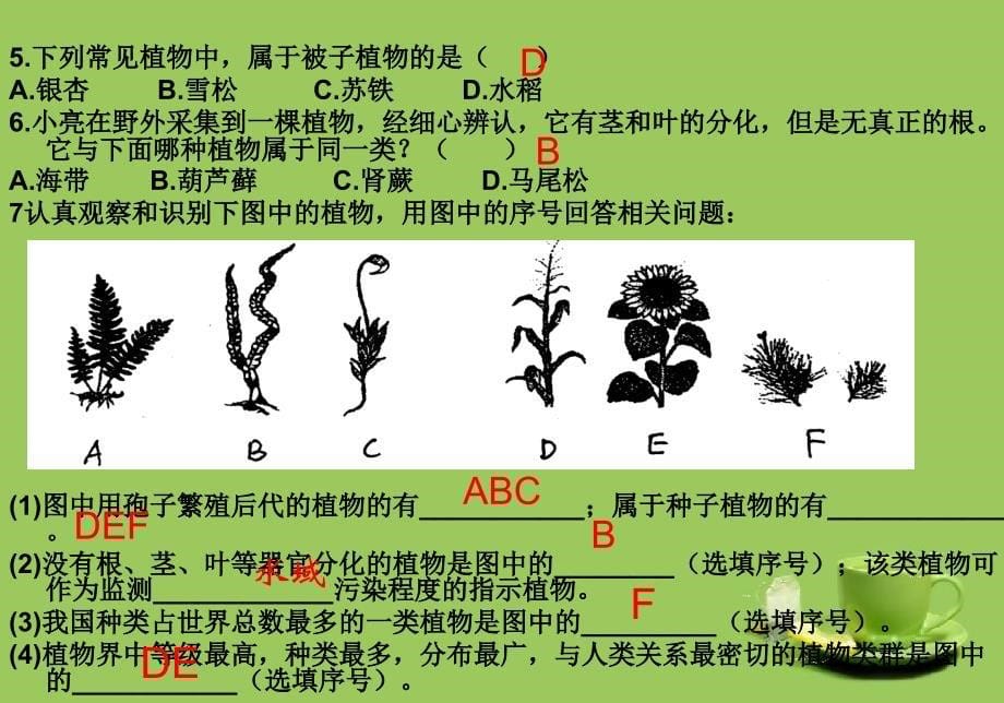 第三单元 生物圈中的绿色植物复习课_第5页