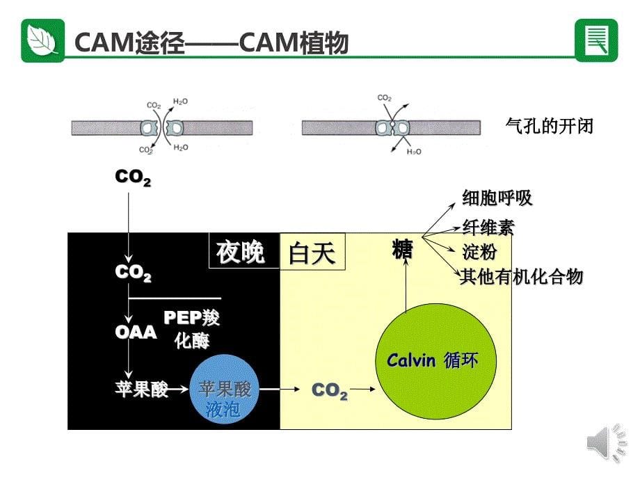 碳同化途径_第5页