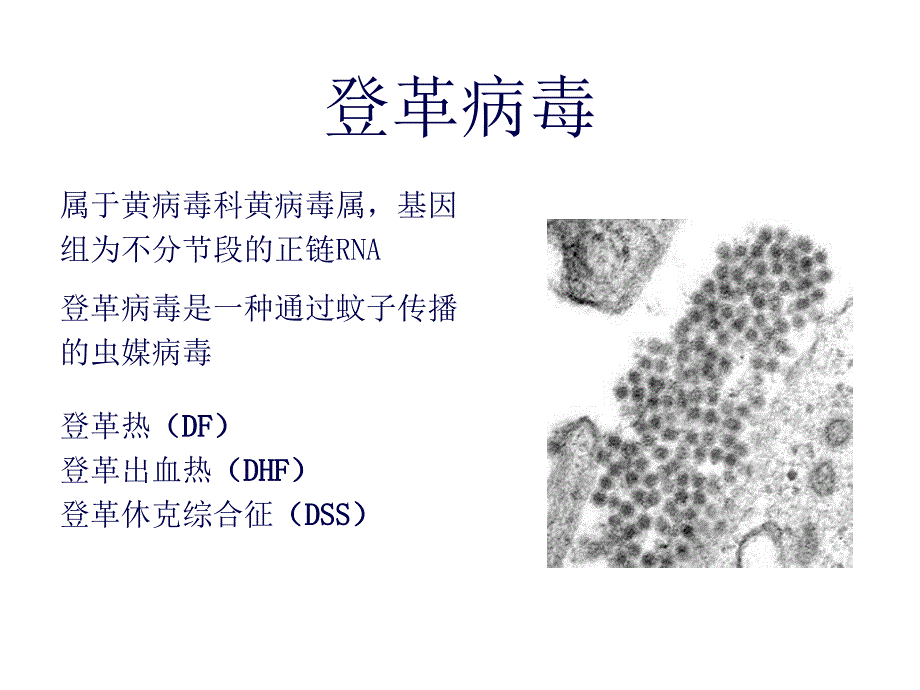 登革热防控_第3页