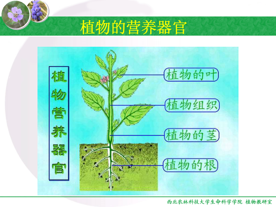 根的结构与功能10 到p92_第4页