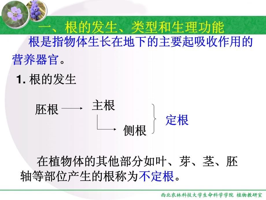 根的结构与功能10 到p92_第5页