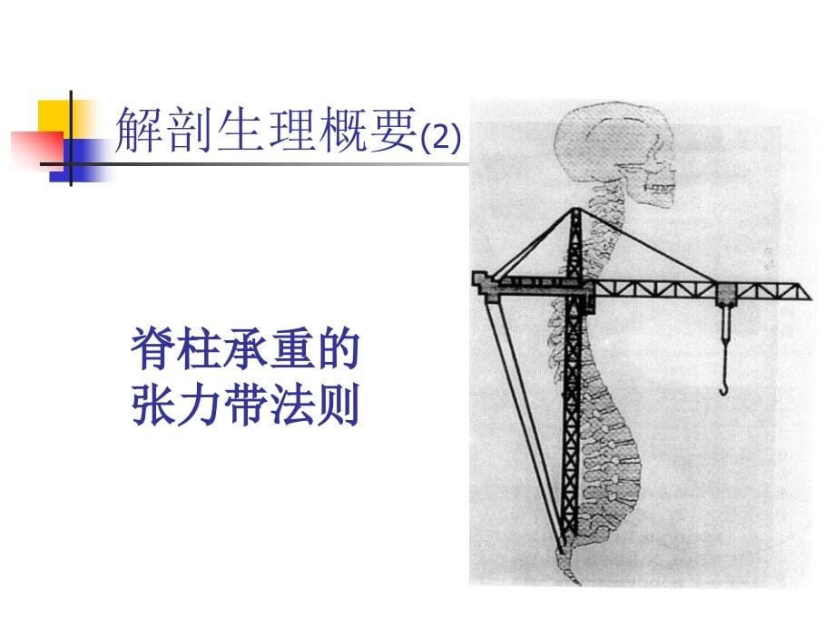 脊柱及骨盆骨折（本科生讲义.网络资料综合）_第5页