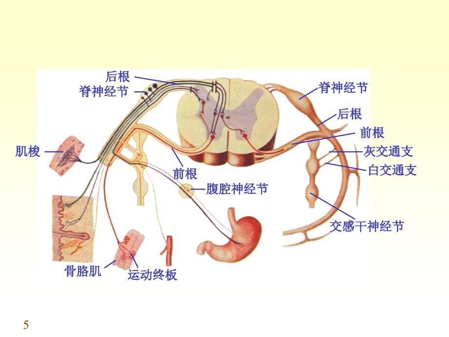 周围神经系统3幻灯片_第5页