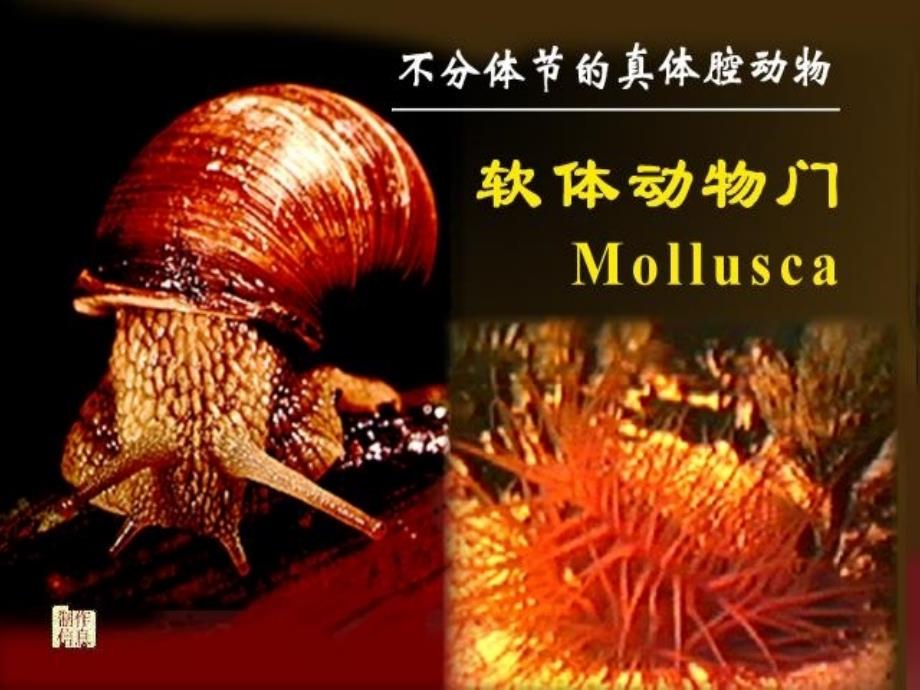 动物生物学-08_第1页
