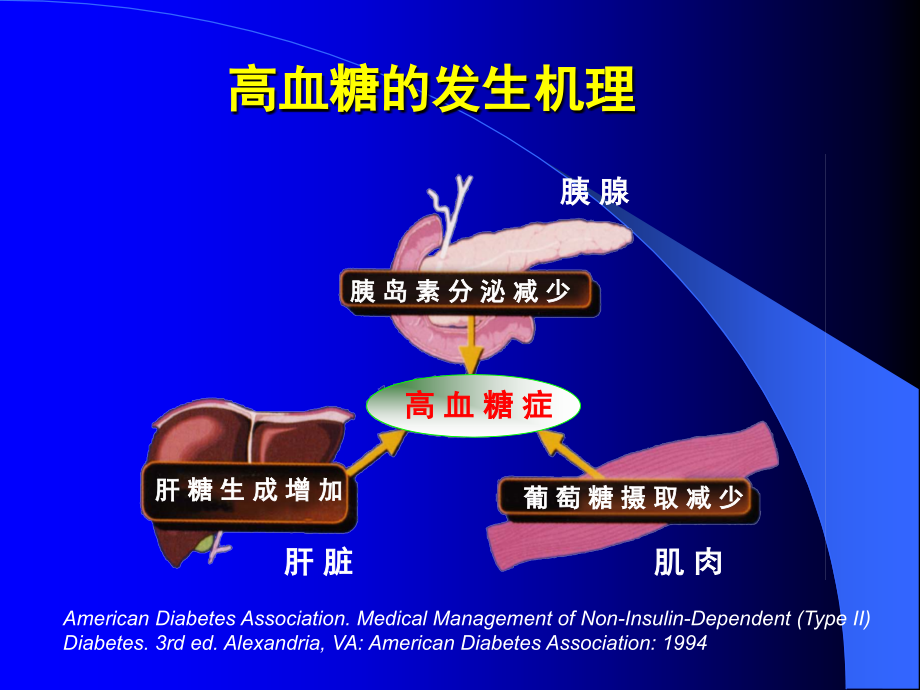 社区卫生专业技术人员--糖尿病、甲亢_第4页