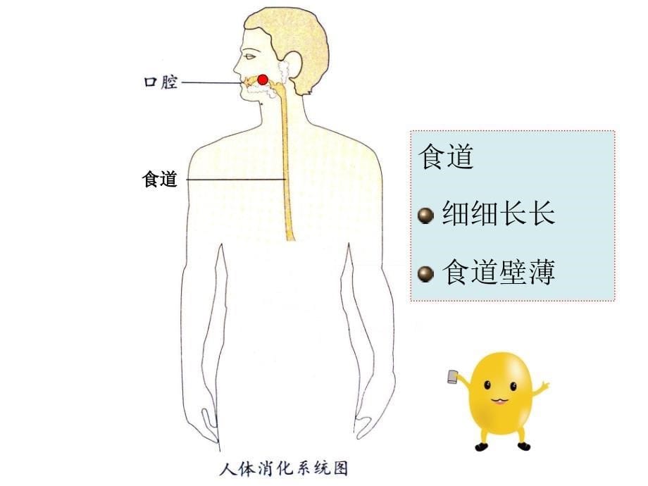 食物在体内的旅行--幼儿园课件_第5页