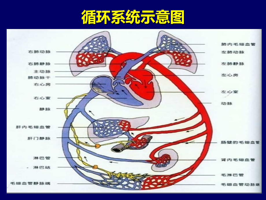 重症心力衰竭的药物治疗幻灯片_第2页