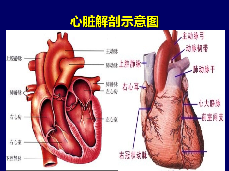 重症心力衰竭的药物治疗幻灯片_第3页