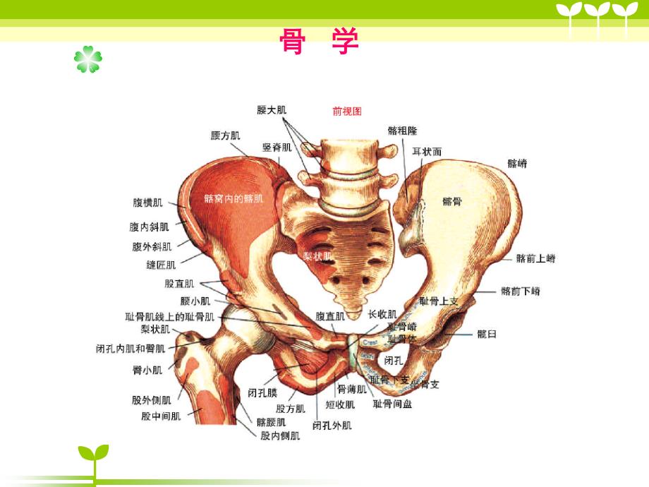 肌肉骨骼系统运动学---髋关节_第3页