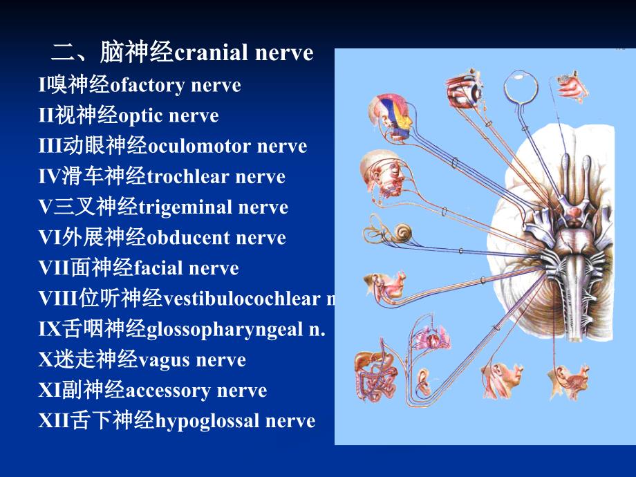 西医学课件脑神经_第1页