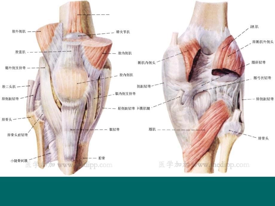 膝关节痛及运动疗法_第5页