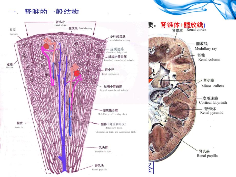 组胚学课件泌尿系统_第3页