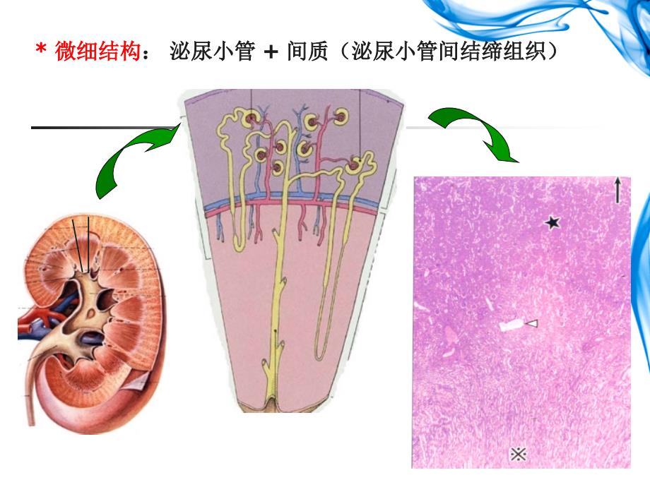 组胚学课件泌尿系统_第4页