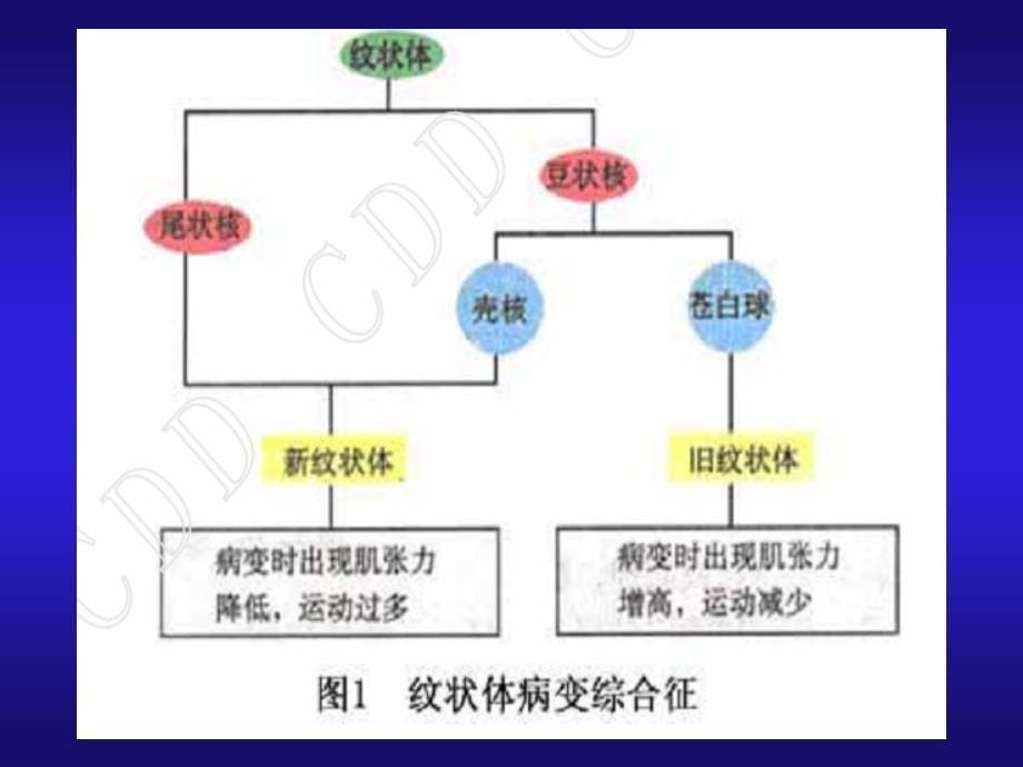 锥体外系临床表现1_第5页