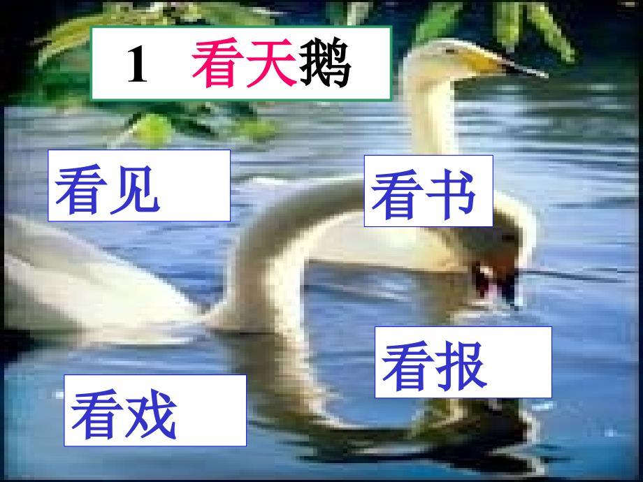 《看天鹅》ppt课件2015秋沪教版语文一年级上册
