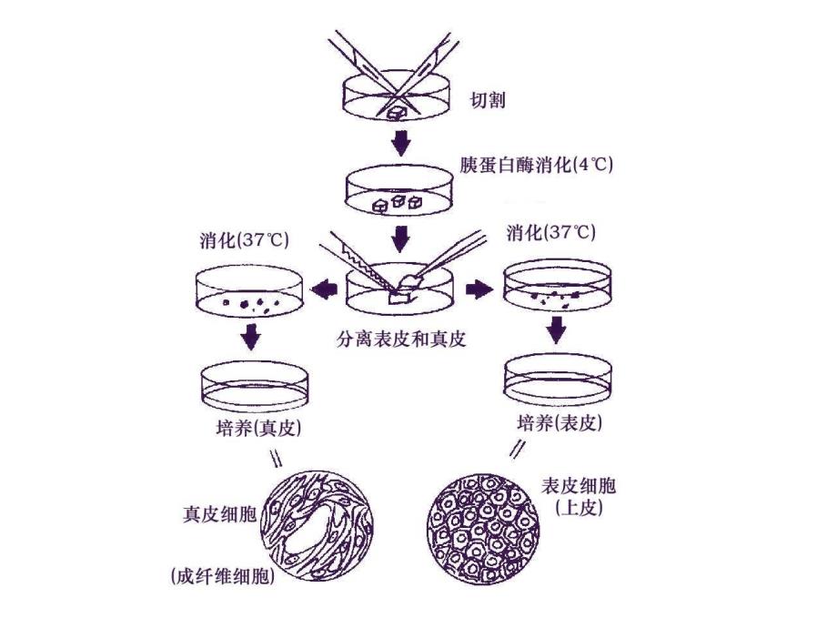 原代细胞培养操作(鼠胎组织细胞培养为_第2页