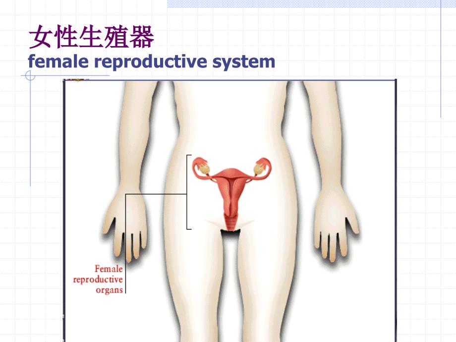 女性生殖系统0幻灯片_第1页