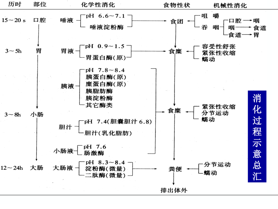 第五章 消化与吸收课件_第3页