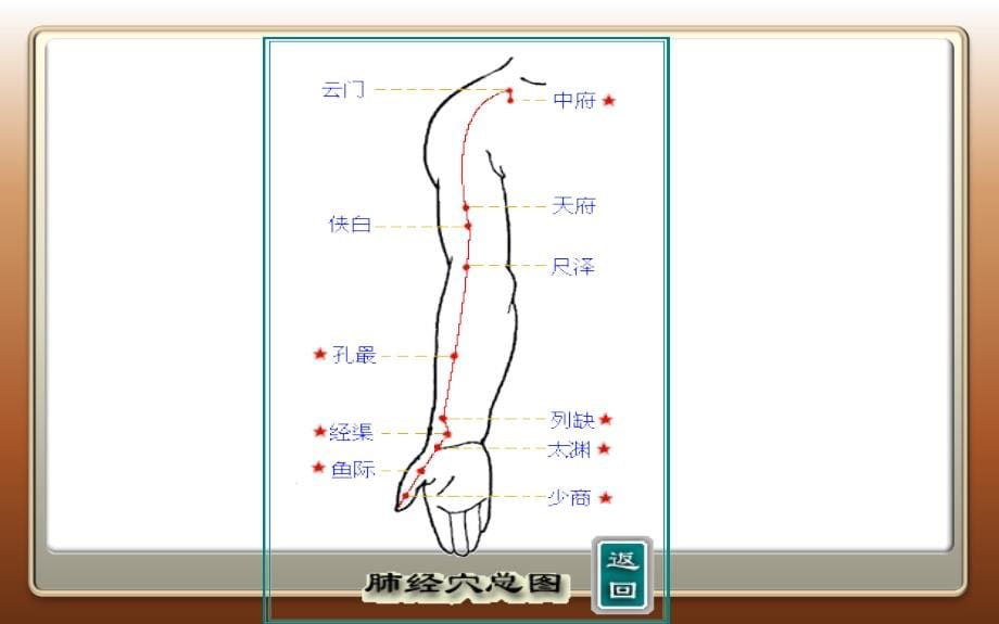 腧穴定位课件_第5页