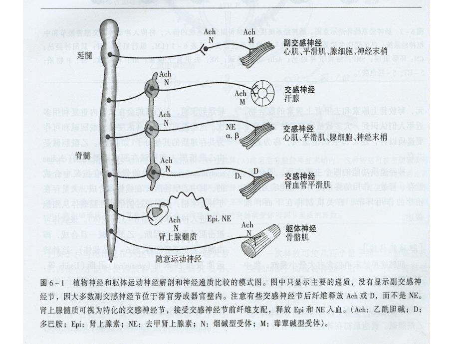 第五章 传出神经系统药理学概论课件_第3页