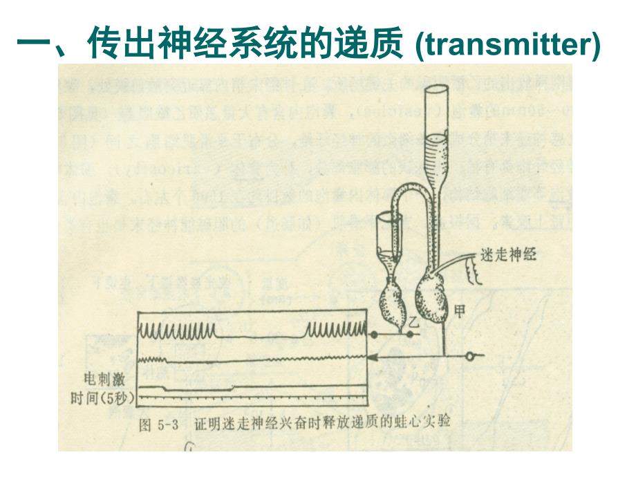 第五章 传出神经系统药理学概论课件_第4页