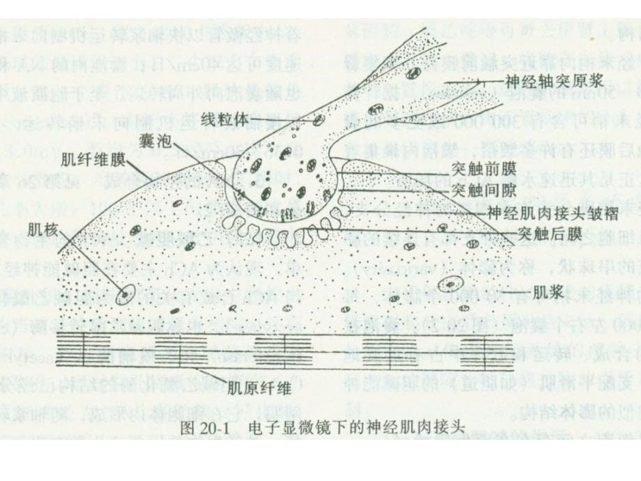 第五章 传出神经系统药理学概论课件_第5页