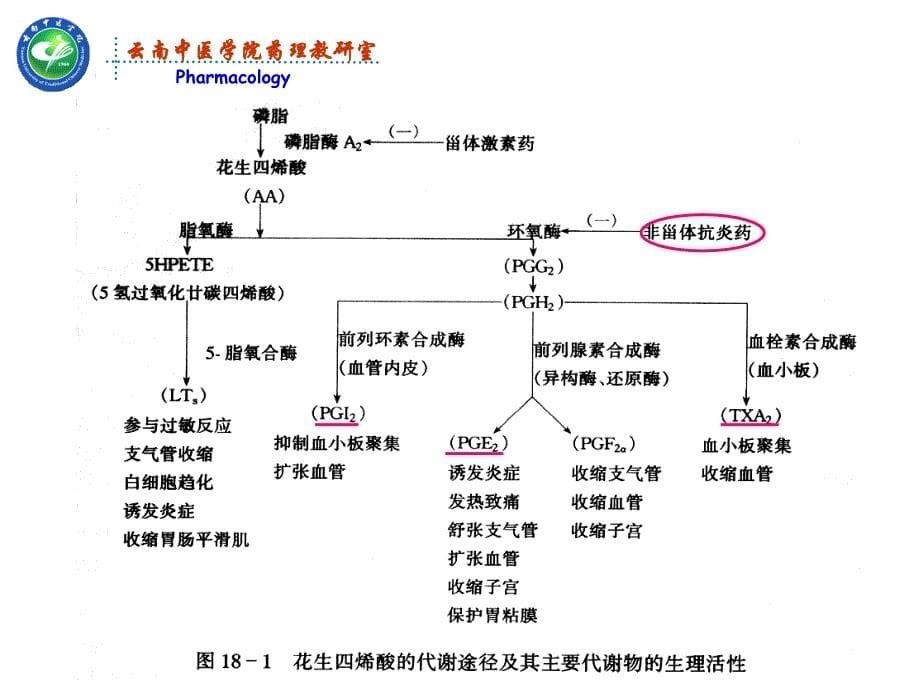 解热镇痛抗炎药-药理学课件_第5页