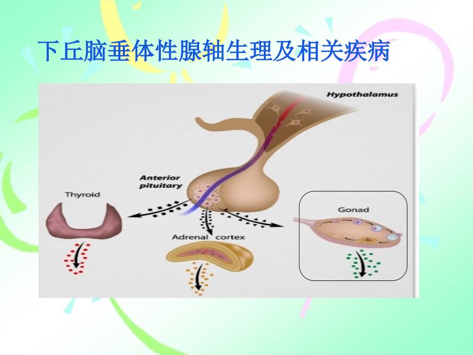 下丘脑垂体性腺轴生理及相关疾病.课件_第1页