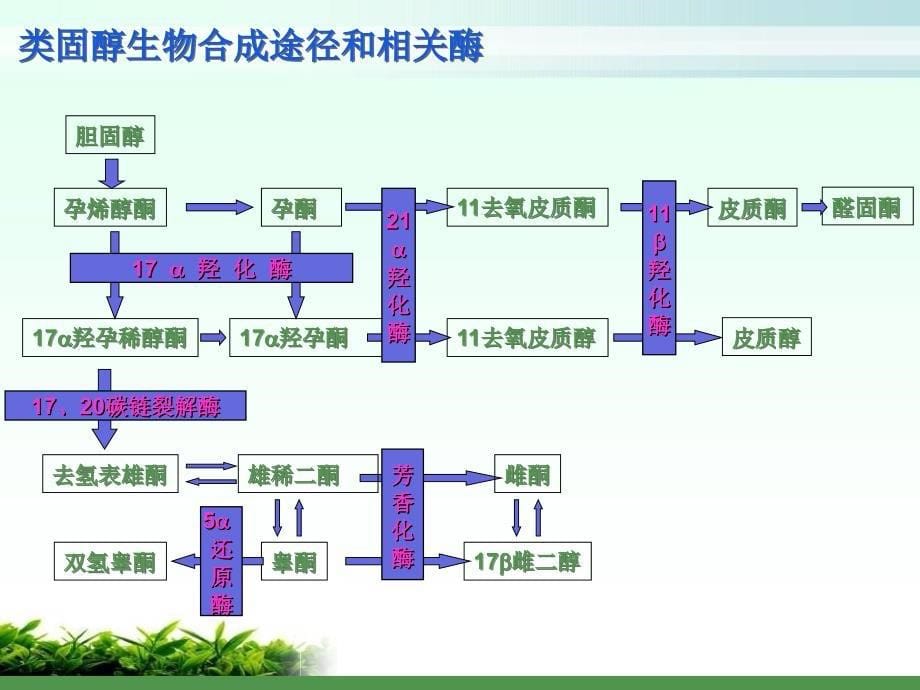 下丘脑垂体性腺轴生理及相关疾病.课件_第5页