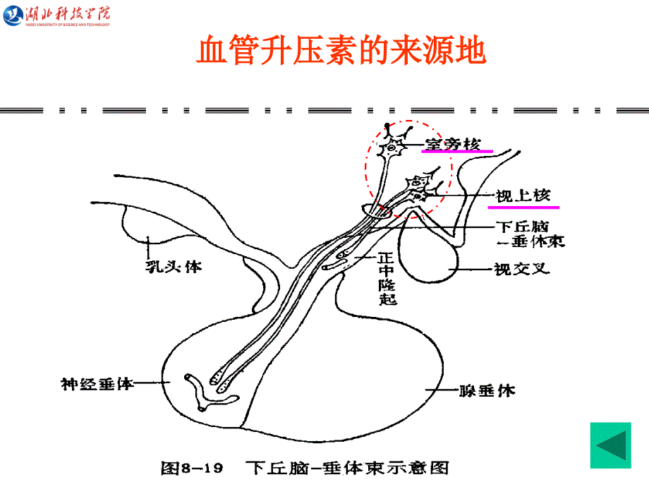 第八章 尿的生成和排出6学时5-6节课件_第4页