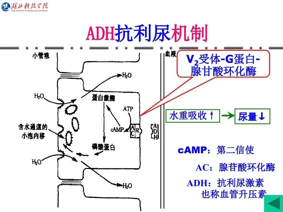 第八章 尿的生成和排出6学时5-6节课件_第5页