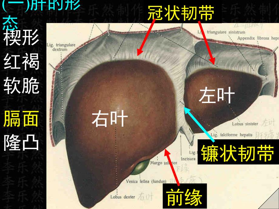 第三节消化腺课件_第3页