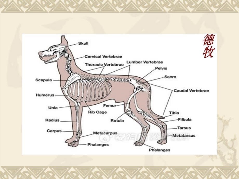 犬猫解剖生理特征课件_第5页