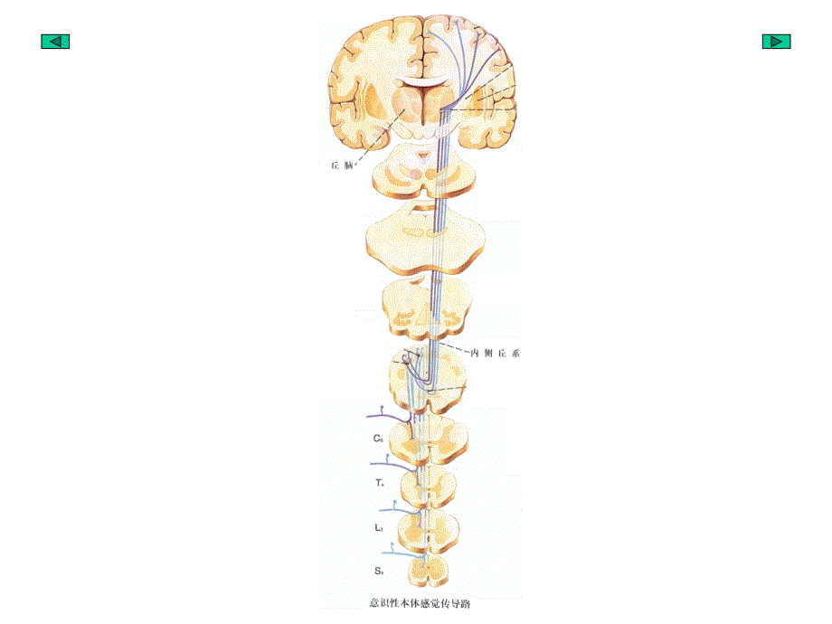 神经传导路3课件_第3页