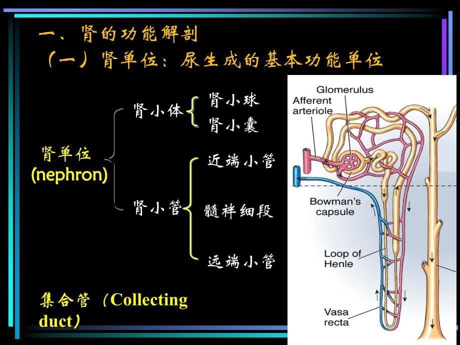 生理学临床医学第8章尿的生成与排出课件_第5页