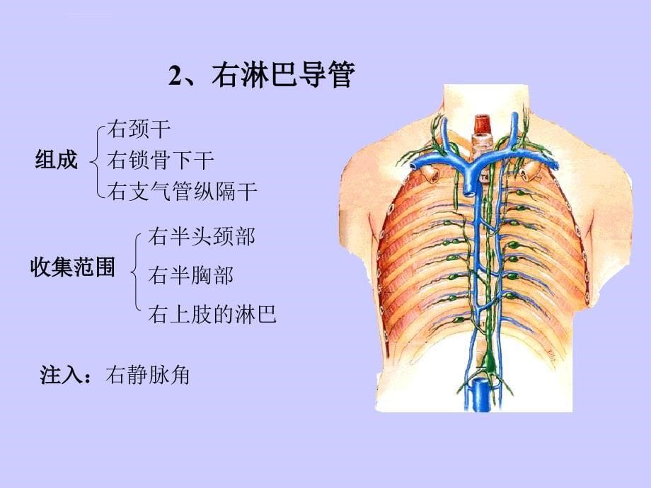 淋巴系统分析课件_第5页