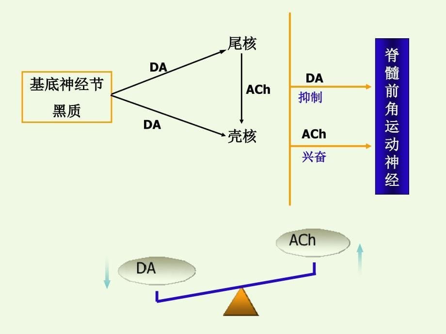 抗帕金森病药-药理学课件_第5页