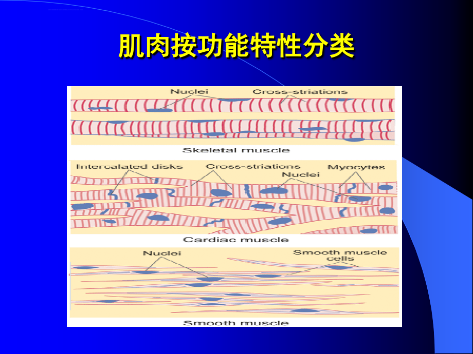 第二章 肌细胞收缩课件_第2页