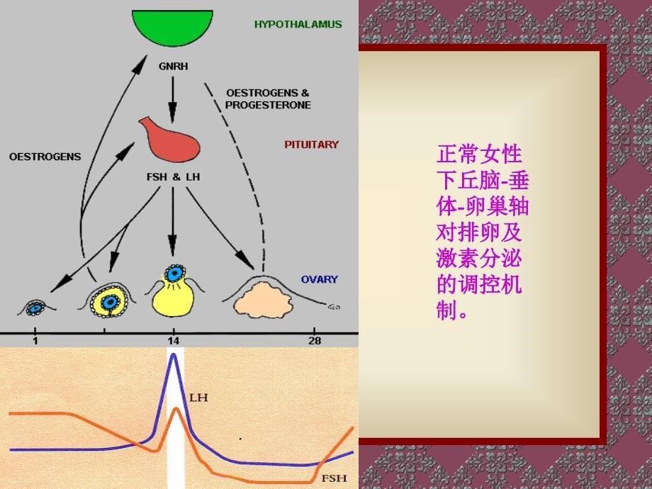 女性生殖内分泌基础知识课件_第5页