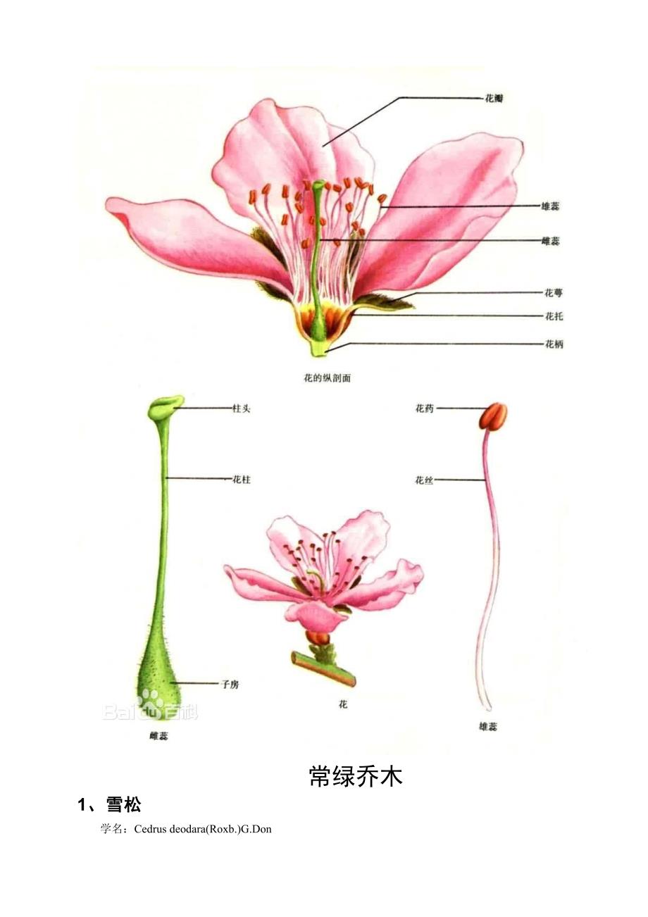 关中园林绿化常用树种资料_第2页