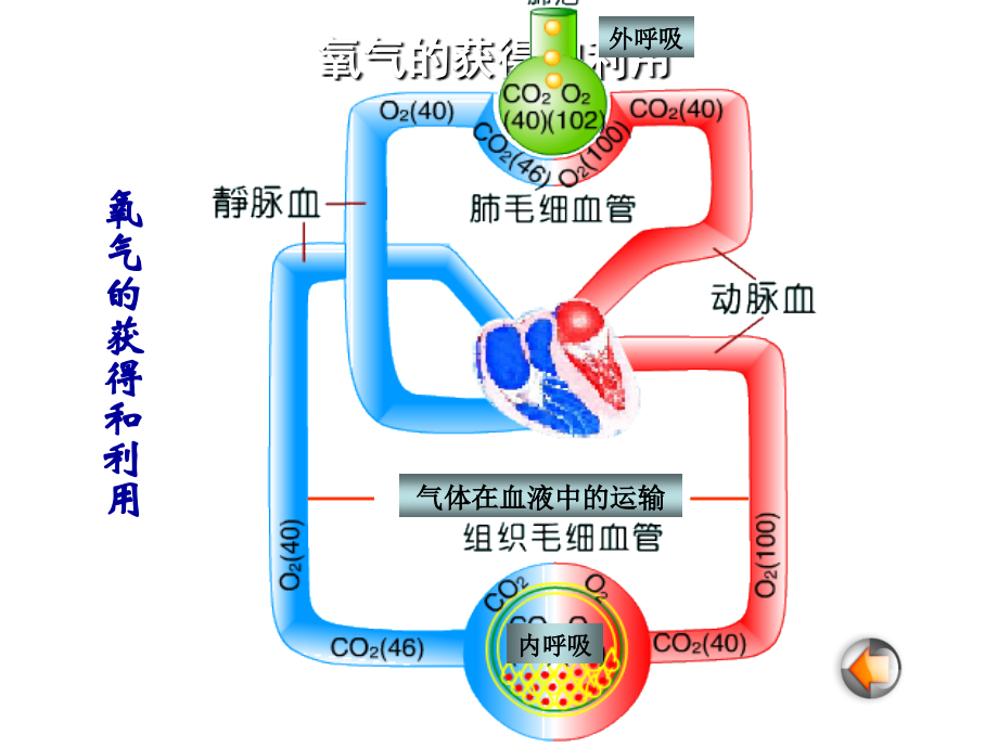 第五章缺氧课件_第4页